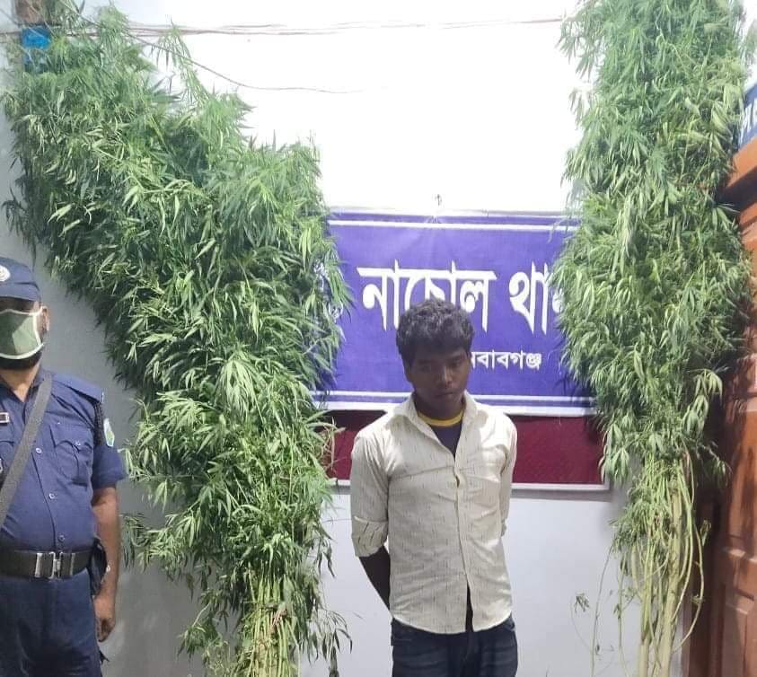 নাচোলে ৫টি গাঁজার গাছসহ  ১ ব্যাক্তিকে গ্রেফতার পুলিশ  