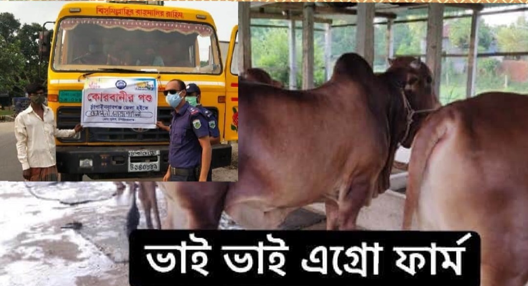 চাঁপাইনবাবগঞ্জের খামারিদের কোরবানি উপলক্ষে চরম অনিশ্চয়তা, সজাগ পুলিশ ও জেলা প্রশাসন  