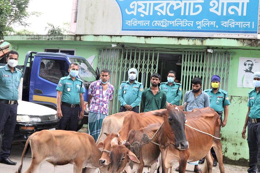 বরিশালে কোরবানির গরু চুরি চক্রের ৩ সদস্য আটক
