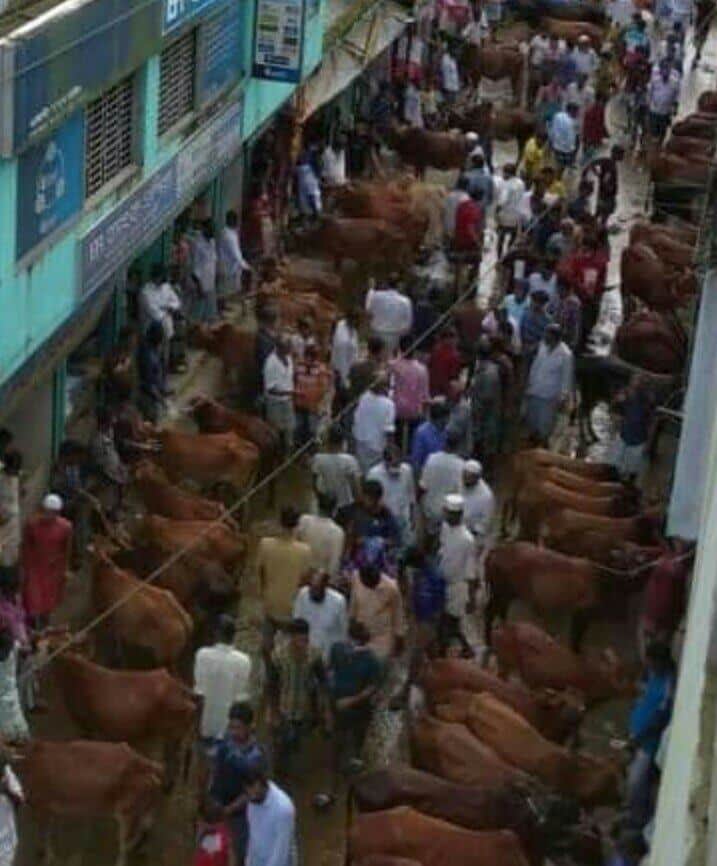 সরকারি আদেশকে বৃদ্ধাঙলি দেখিয়ে স্বাস্থ্যবিধির নাম মাত্রও নেই গরু বাজার গুলোতে!