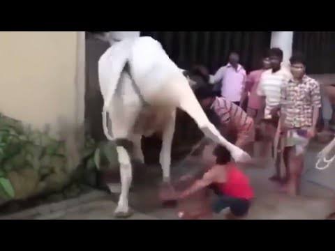 কুরবানির গরুর লাথিতে একজনের মৃত্যু  