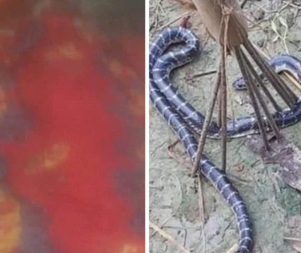 নাচোলে সাপের দংশনে এক শিশুর মৃত্যু