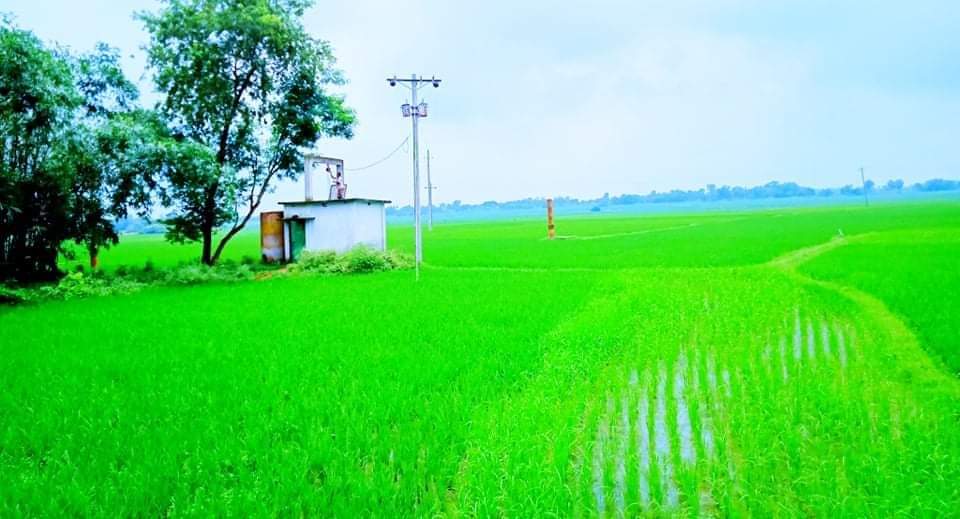 নাচোলে বিএমডিএ চালিত গভীর নলকূপের আওয়াতায় সেচের উপর প্রণোদনা, কৃষকের মুখে হাসি