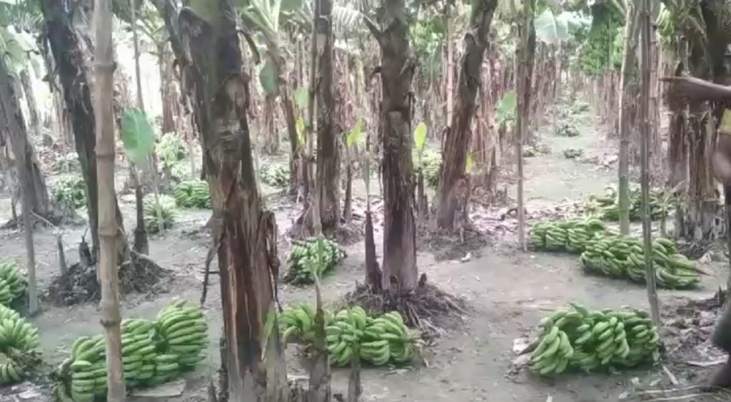শত্রুতা করে পাঁচ শতাধিক গাছের অপক্ক কলা কেটে ফেলেছে দুর্বৃত্তরা