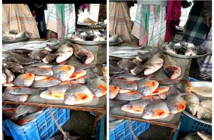 পিরানহা ও আফ্রিকান মাগুর: নিষিদ্ধ এই 'রাক্ষুসে' মাছগুলো বাংলাদেশে এখন অহরহ 