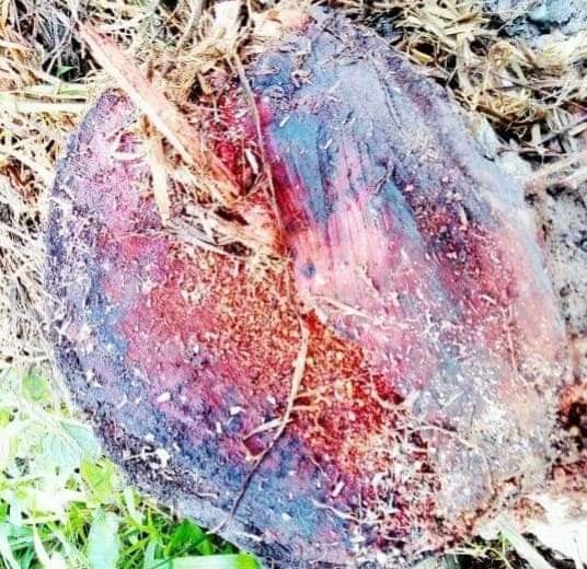লক্ষীপুরের চরশাহীতে এক ইউপি চেয়ারম্যানের নির্দেশেই সরকারি গাছ কেটে নিয়ে গেলো অনুসারী!