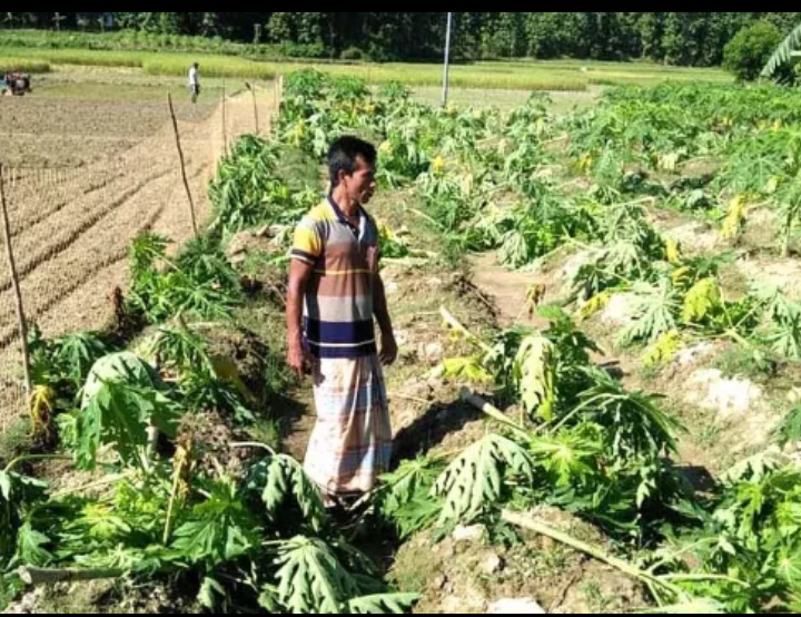 লামায় কৃষকের শতাধিক পেঁপে গাছ কেটে দিলো প্রতিপক্ষ