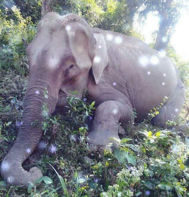 খুটাখালীতে গুলিবিদ্ধ মৃত হাতি নিয়ে বনবিভাগের লুকোচুরি