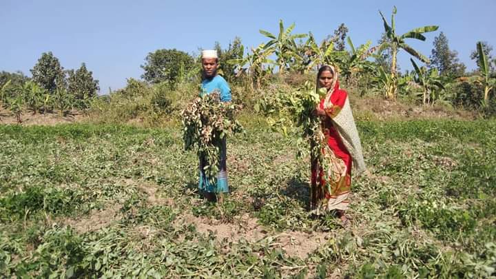 লামায় কৃষকের দেড় একর জমির গাছ উপড়ে ফেললো,৫ লাখ টাকার ক্ষতি