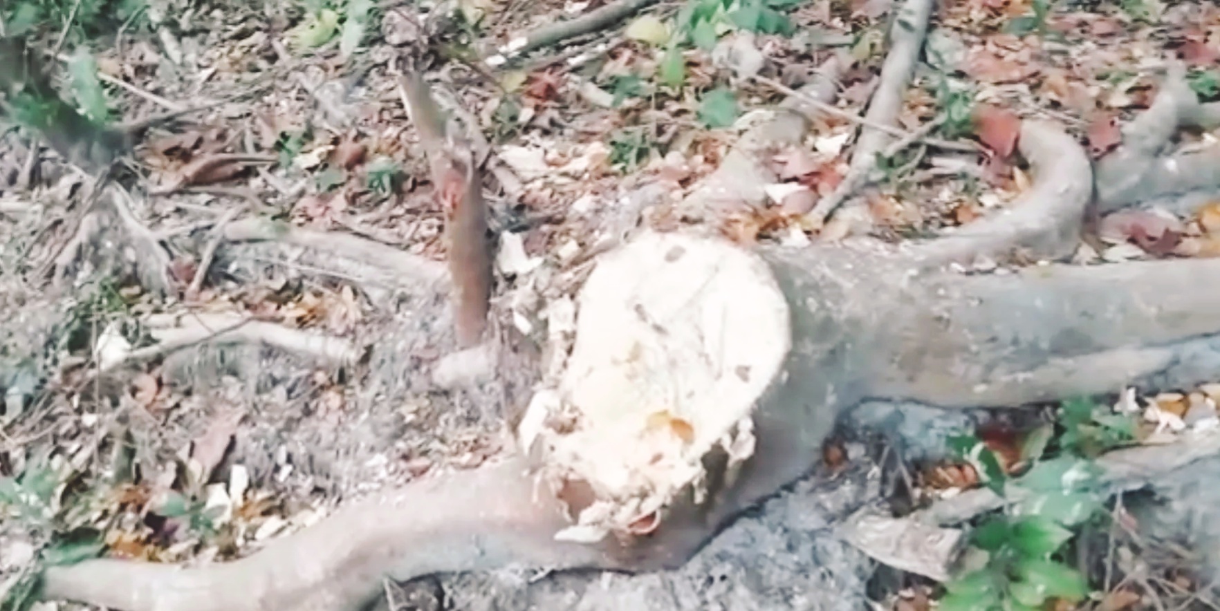 সন্দ্বীপ সারিকাইতে সিরাজুদ্দৌলা খোকনের ৪ লক্ষ টাকার গাছ কেটে নেওয়ার অভিযোগ
