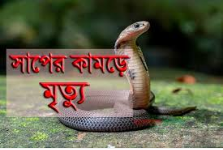সন্দ্বীপে বিষধর সাপের উপদ্রবঃ কামড়ে ১জনের মৃত্যু