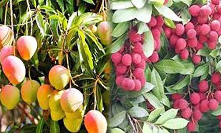 ৫০ টাকায় ইচ্ছামতো আম-লিচু খাওয়ার সুযোগ মিলছে রাজশাহীতে