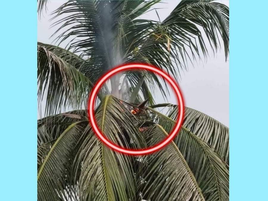 চাঁপাইনবাবগঞ্জের রাচন্দ্রপুরহাটে বজ্রপাতে নারিকেল গাছের মাথায় আগুন