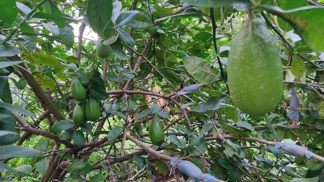 নাইক্ষ‍্যংছড়ির উৎপাদিত লেবু যাচ্ছে সারাদেশে 