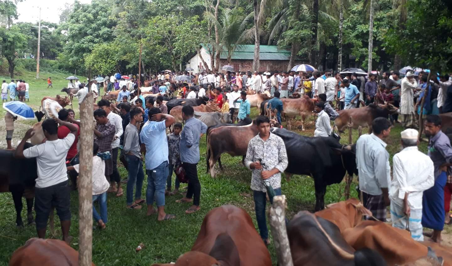 খুটাখালীতে জমে উঠছে কোরবানীর হাট, পশুর চেয়ে ক্রেতা বেশি