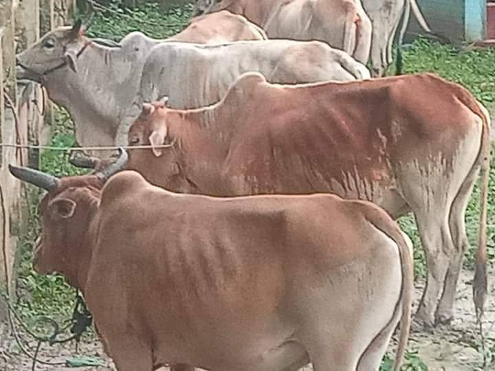 নাইক্ষ্যংছড়িতে ৫ দিনের ব্যবধানে ফের ৪টি গরু জব্দ করেছে বিজিবি 