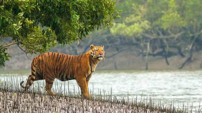আগামীকাল থেকে খুলে যাচ্ছে সুন্দরবনে প্রবেশদ্বার