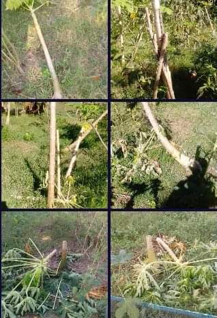 যত দোষ  পেঁপে বাগানের