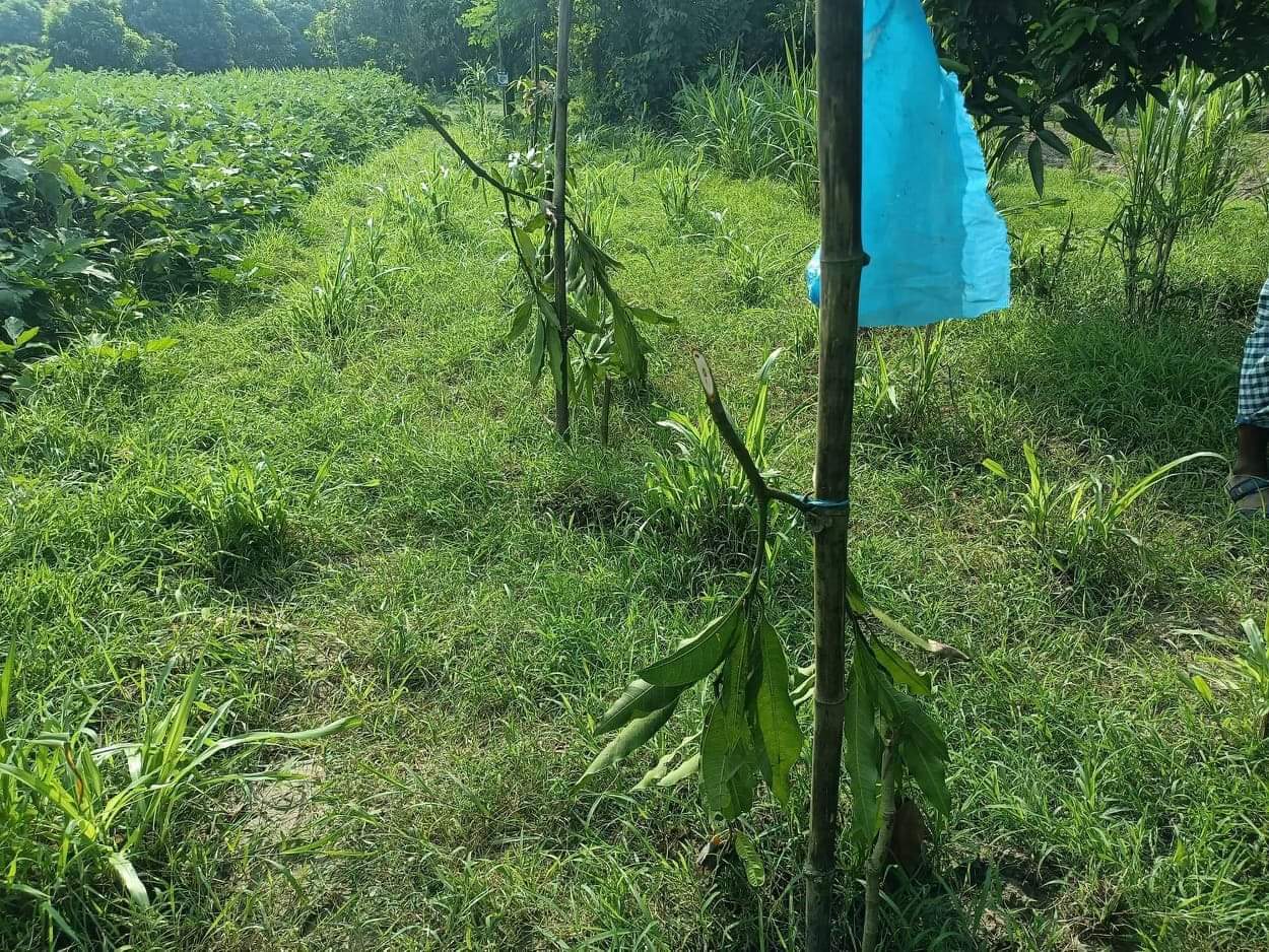 চাঁপাইনবাবগঞ্জে আম গাছের সাথে এ কেমন শত্রুতা