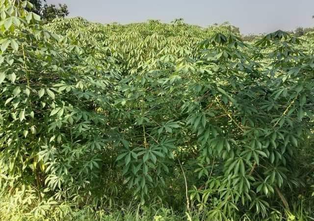 মধুপুরে বাণিজ্যিক ভাবে চাষ হচ্ছে  শিমুল আলু  