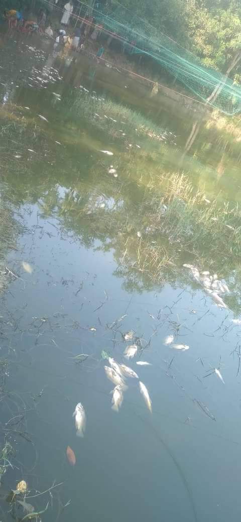 সন্দ্বীপে যুবলীগ নেতার মাছের প্রজেক্টে বিষ প্রয়োগে ৯লক্ষ টাকার মাছ নিধন