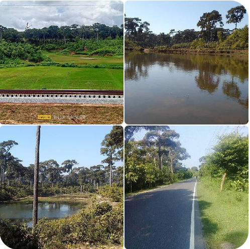 প্রাকৃতিক সৌন্দর্যের হাতছানি মেদাকচ্ছপিয়া জাতীয় উদ্যান ও  ইকো অ্যাডভেঞ্চার