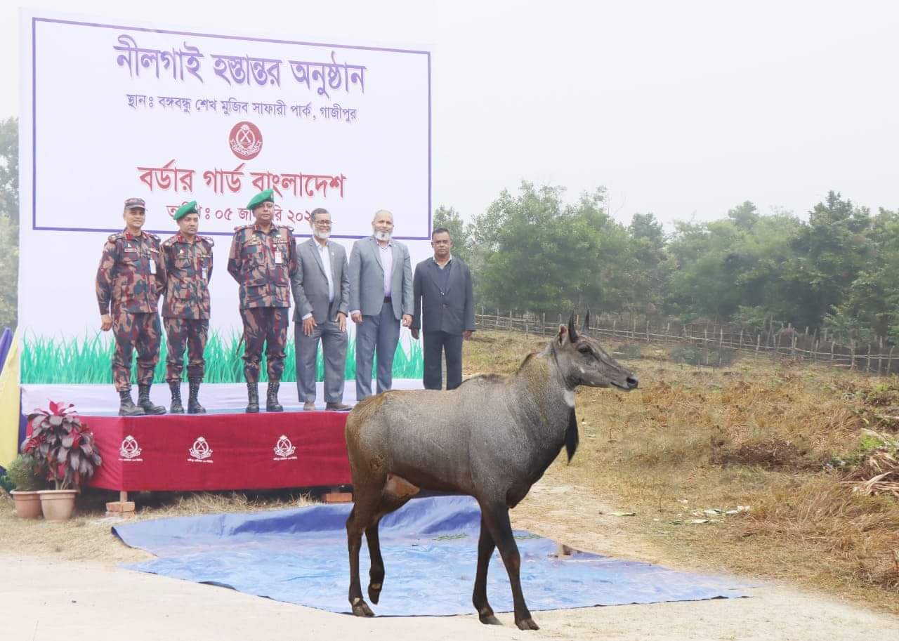 চাঁপাইনবাবগঞ্জে বিজিবির আটক নীলগাই বঙ্গবন্ধু শেখ মুজিব সাফারি পার্কে হস্তান্তর 