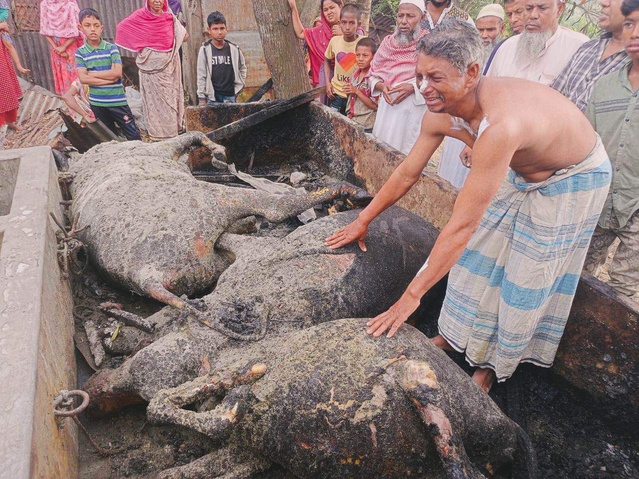 মুরাদনগরে অগ্নিকাণ্ডে তিন টি গরু পুড়ে ছাই, ক্ষতি প্রায় ৮ লক্ষ টাকা