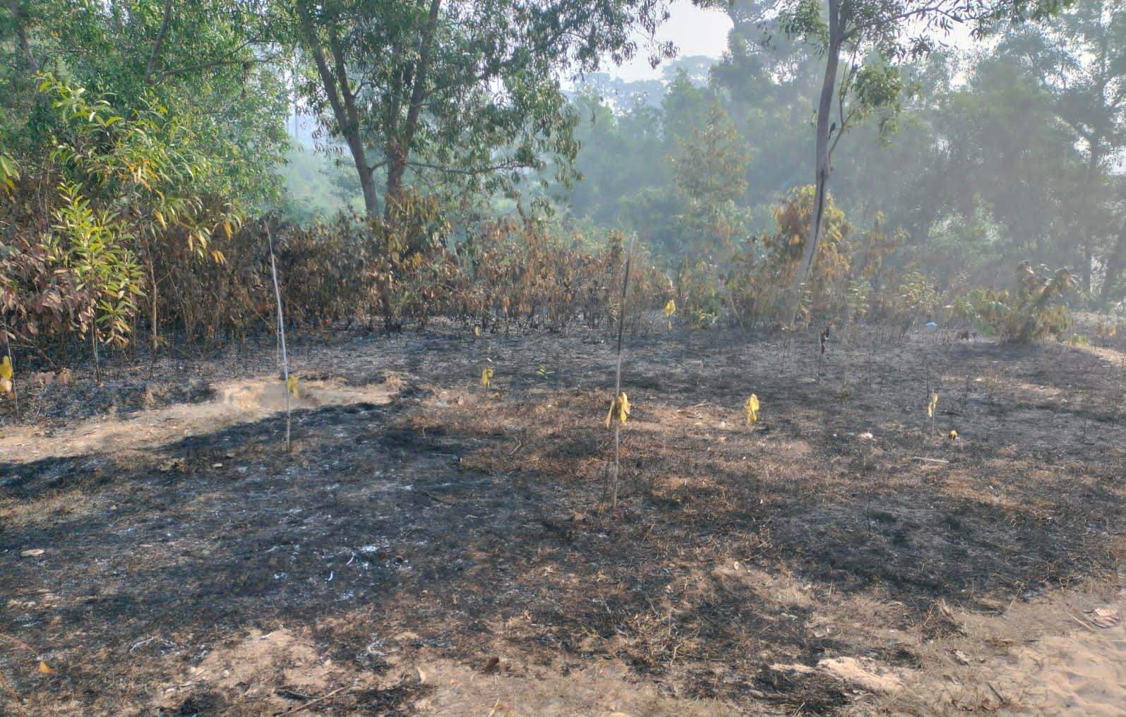 মেদাকচ্ছপিয়া জাতীয় উদ্যানের  জায়গা দখলে নিতেই লাগানো হয় আগুন