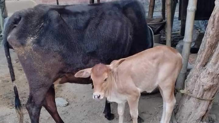 চুরি হওয়ার  ৫ মাস পর বাছুরসহ গাভী ফেরত দিল চোর 
