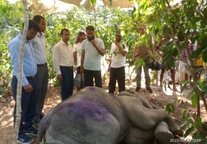 খুটাখালীতে অসুস্থ বন্যহাতি শাবককে চিকিৎসা দিচ্ছে বনবিভাগ, নিরাপত্তায় রয়েছে পাহারা ও টহল দল