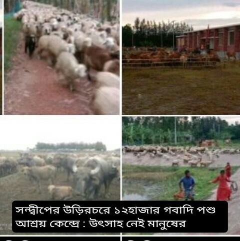সন্দ্বীপের উড়িরচরে নিরাপদে ১২হাজার গবাদিপশু: উৎসাহ নেই মানুষের 