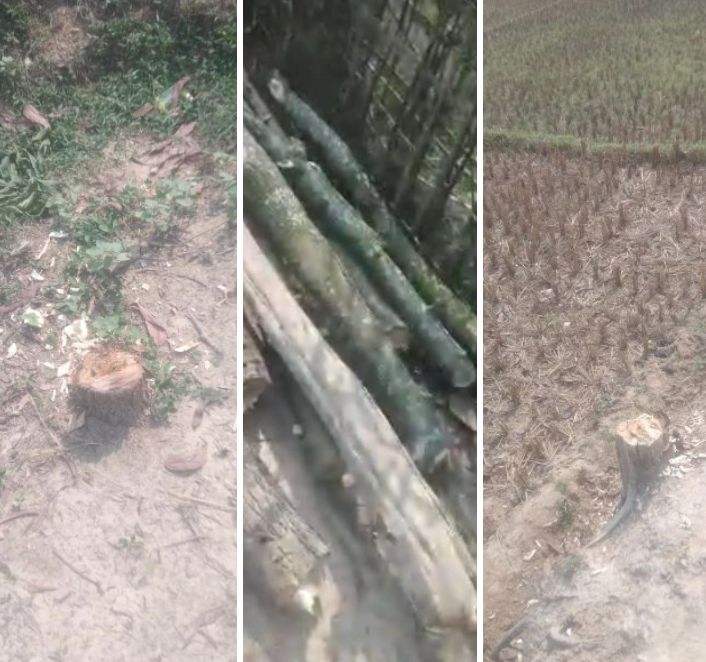 ফুলছড়িতে দিনদুপুরে গাছ কেটে পাচারকালে জব্দ