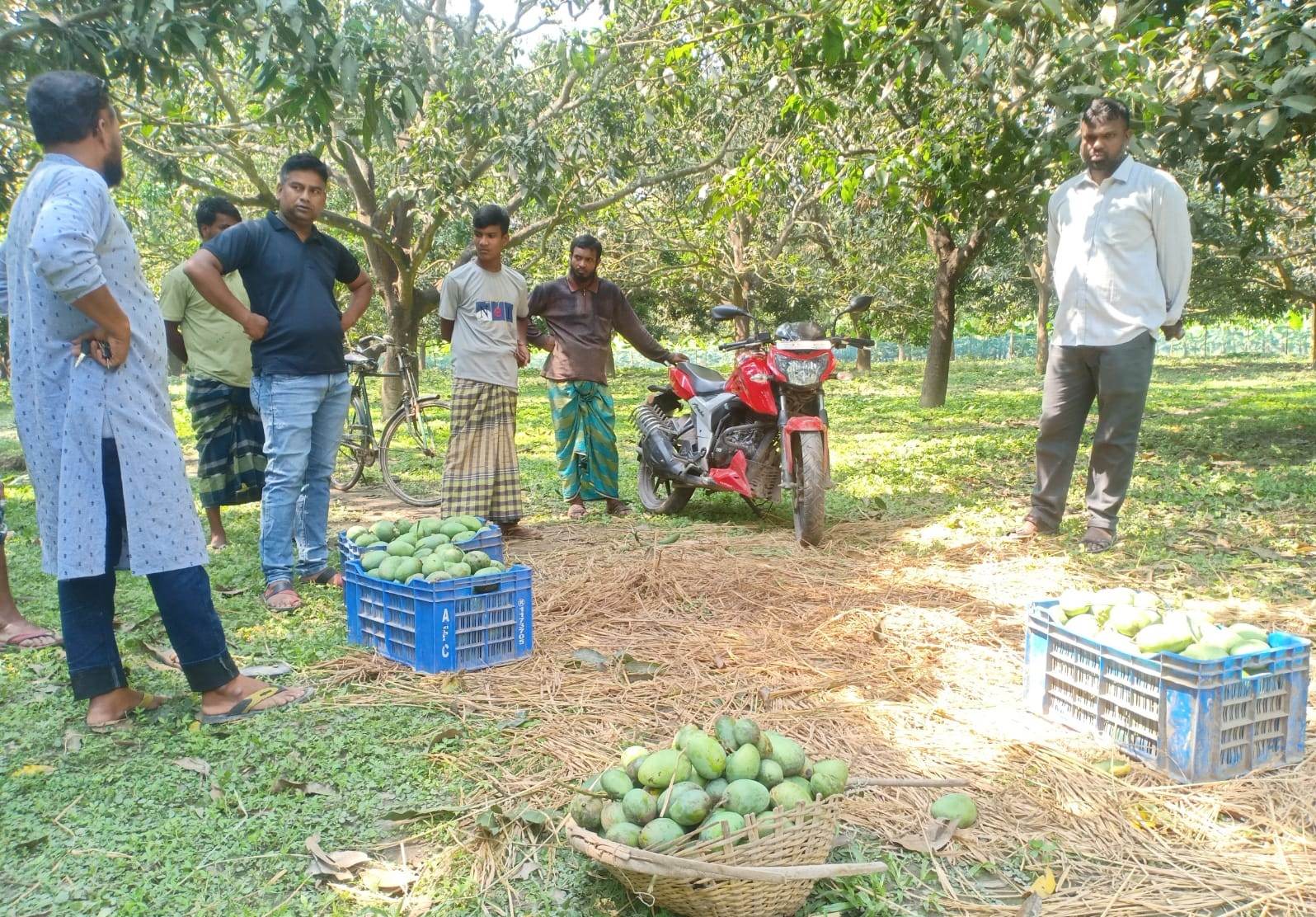 ভোলাহটে প্রকাশ্য দেশীয় অস্ত্র নিয়ে আম পেড়ে নিয়েছে দুর্বৃত্তরা
