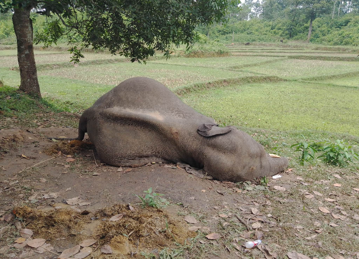 খুটাখালীতে বন্য হাতিকে গুলি করে হত্যার ঘটনায় থানায় মামলা