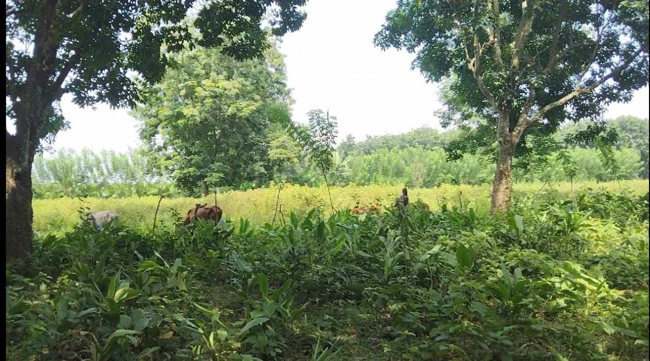 মধুপুরে রাবার বাগান ধ্বংস করে ফসলি জমি বানানোর অভিযোগ উঠেছে