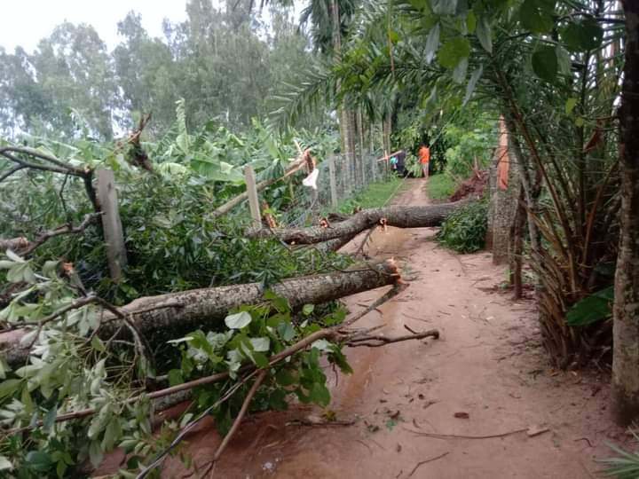 মধুপুরে হঠাৎ  ঘুর্ণিঝড় এলাকা লন্ডভন্ড ফসলের ব্যাপক ক্ষয়ক্ষতি 