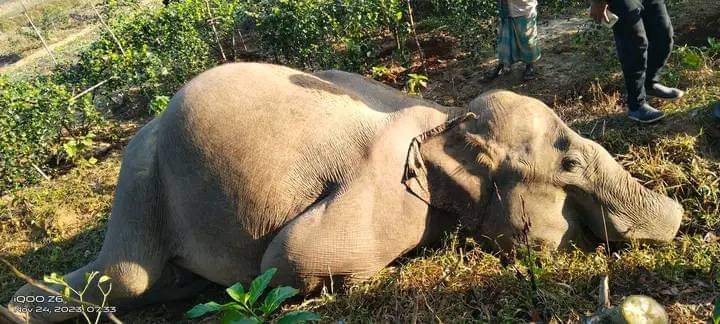 ঈদগাঁওয়ে বন্যহাতির মৃত্যু নিয়ে ধুম্রজাল
