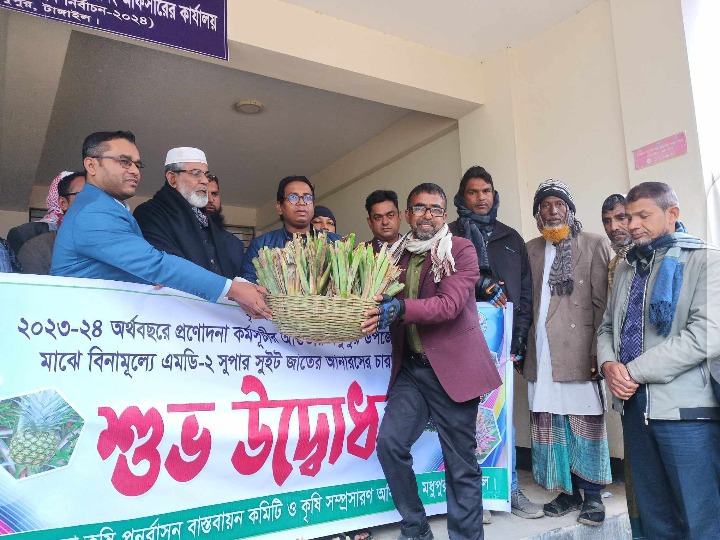 টাঙ্গাইলের মধুপুরে এমডি-২ জাতের আনারসের চারা বিতরণের শুভ উদ্বোধন 