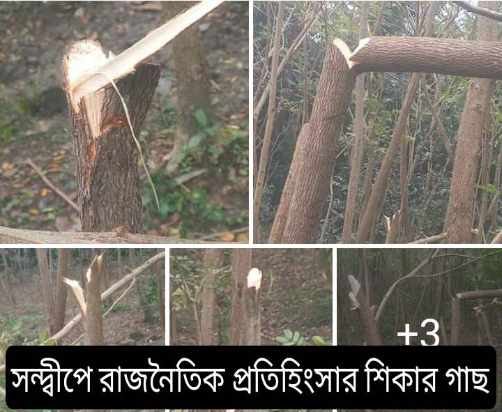 সন্দ্বীপে রাজনৈতিক প্রতিহিংসায় গাছকাটল দুর্বৃত্তরা : সামাজিক যোগাযোগ মাধ্যমে নিন্দার ঝড়