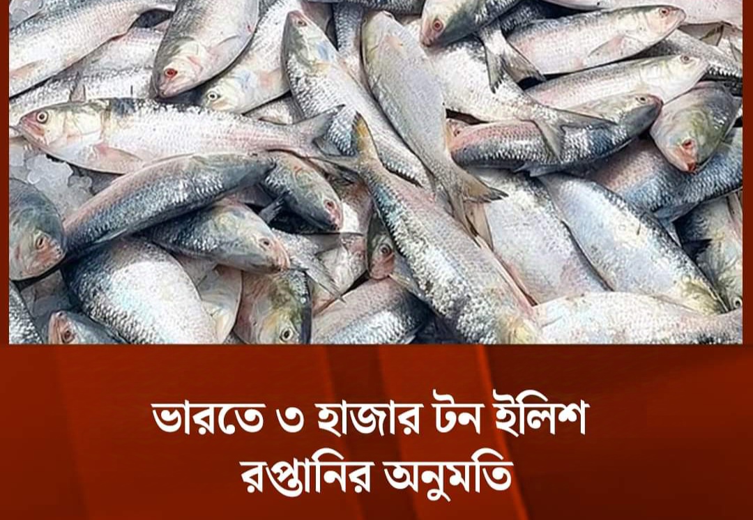 ভারতে ৩ হাজার টন ইলিশ রপ্তানির অনুমতি